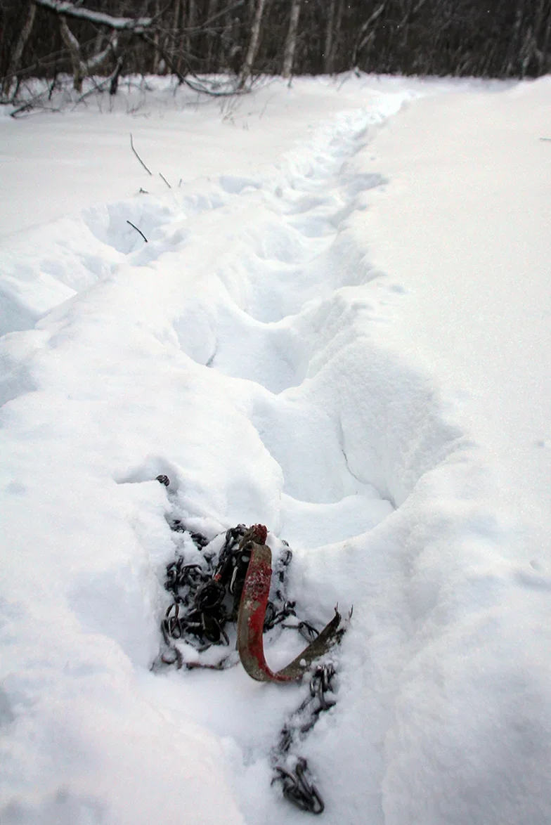 Tiger stole a tethered watchdog. Outskirts of Bolshekhekhtsirsky Reserve, Khabarovsk region. December 2014. Photo by Sergey Kolchin