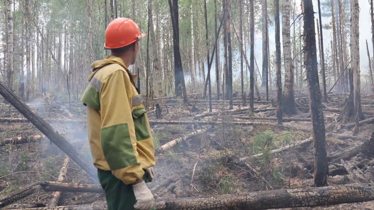 Площадь горящих лесов в Красноярском крае за год выросла в 40 раз
