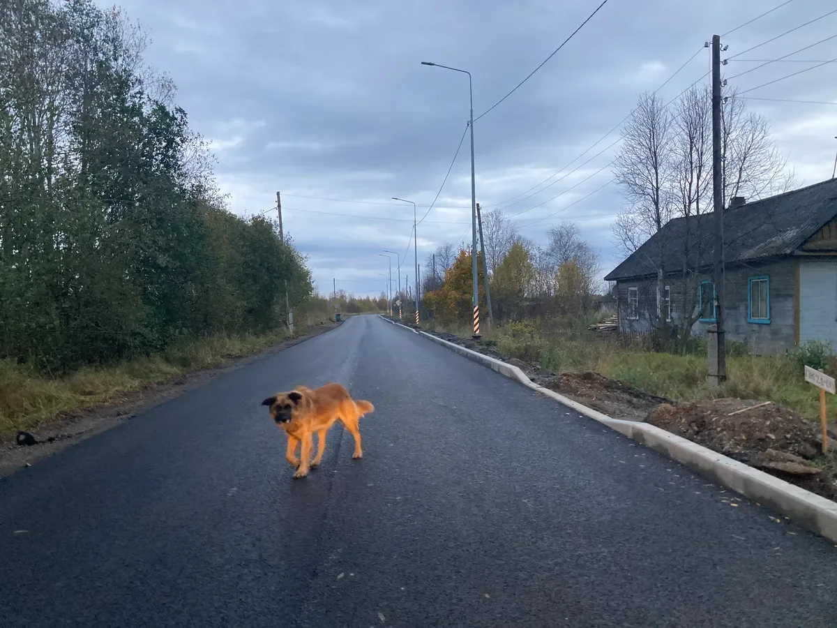 Rex. Photo: Irina Tumakova, exclusively for Novaya Gazeta. Europe