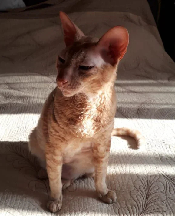 Rysya, Krieger’s cat. Photo: family archive