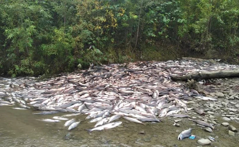 Pink salmon killed by poachers in Sakhalin’s Lazovaya River. Photo: Sakhalin Environment Watch