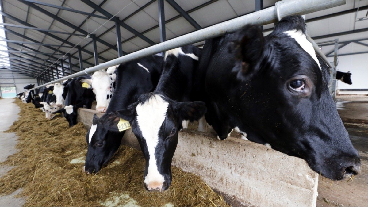 «Забираете скот по беспределу»