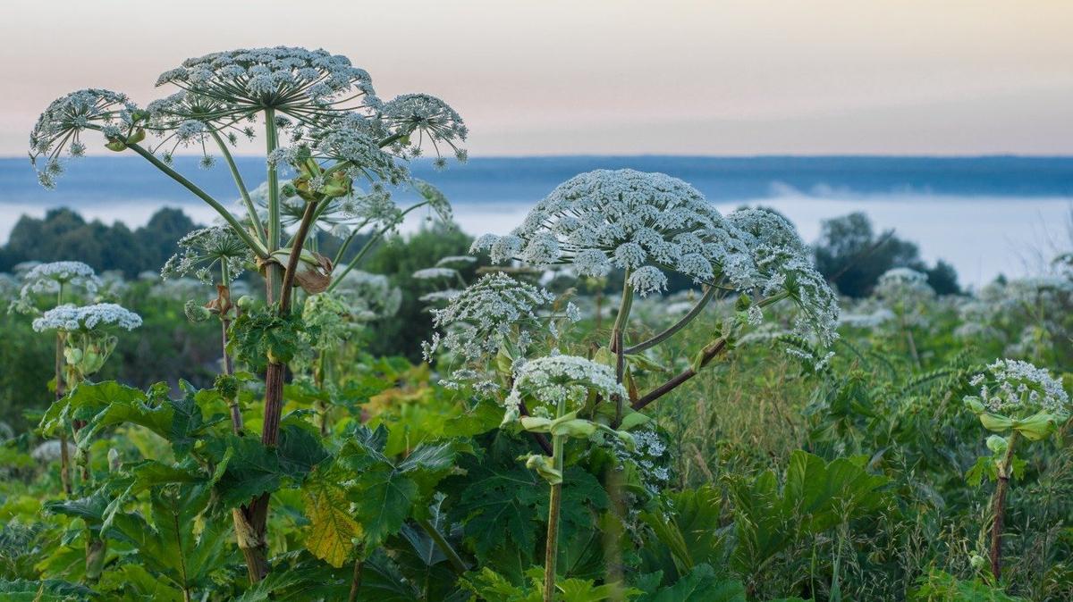 У дачника из Пермского края отобрали участок из-за сорняков